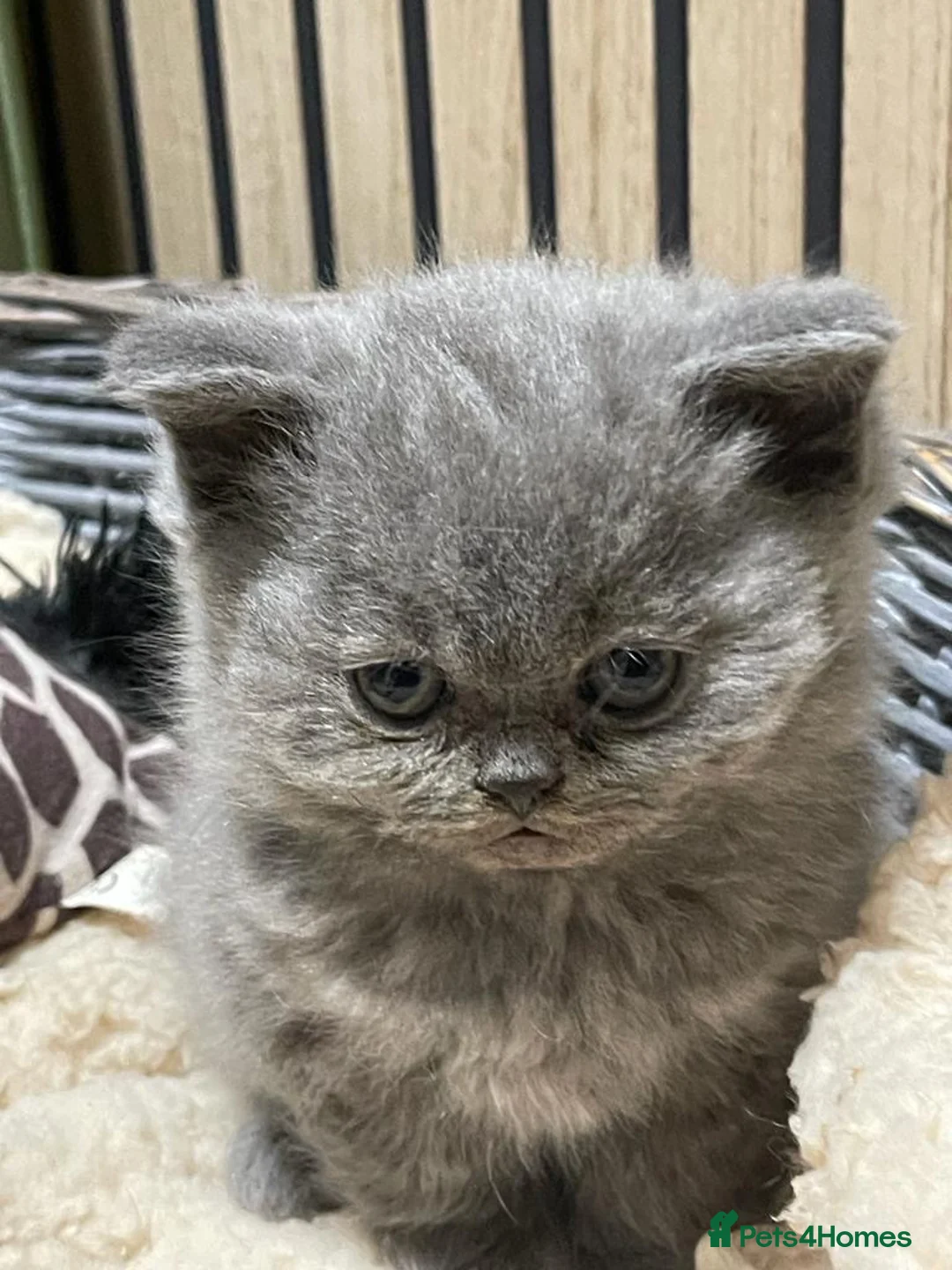 British Shorthair cats for sale: PEDIGREE BRITISH SHORTHAIR BLUE KITTENS in Edgware - Advert 1