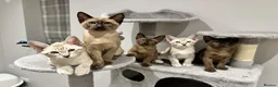 Tonkinese cats for sale: Gorgeous Pedigree Tonkinese Kittens - Advert 1