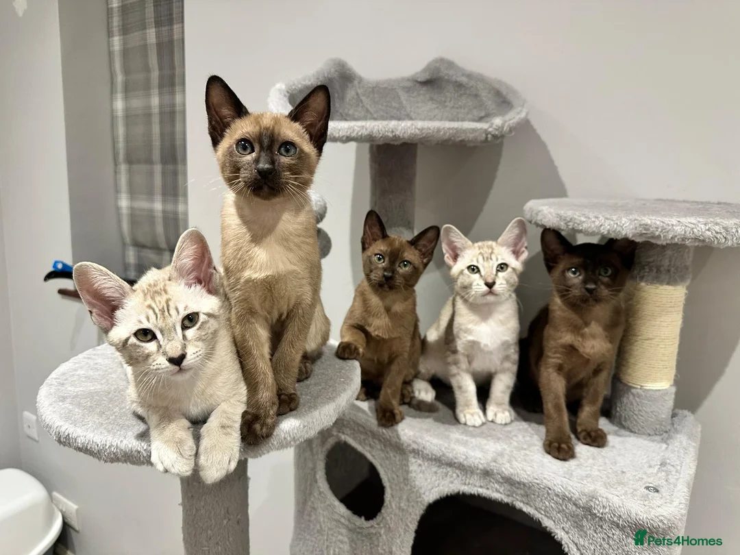 Tonkinese cats for sale: Gorgeous Pedigree Tonkinese Kittens - Advert 1