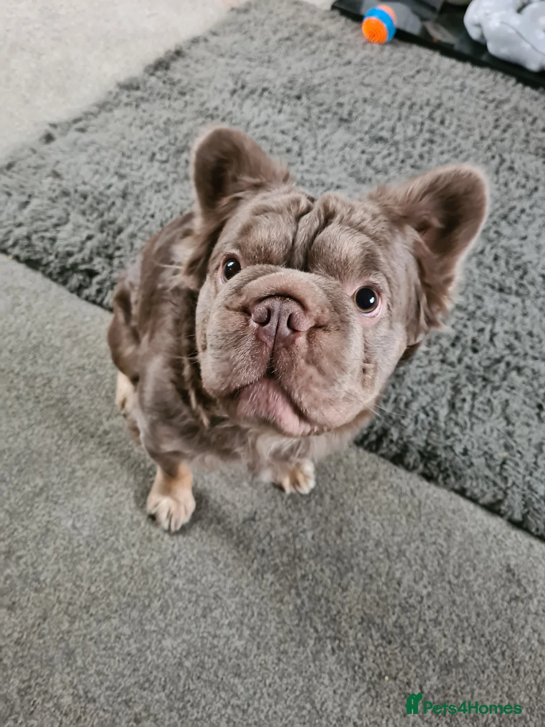 French Bulldog dogs for stud: French bulldog fluffy (stud) - Advert 1