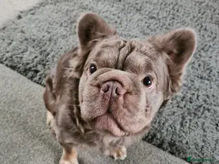 French Bulldog dogs French bulldog fluffy (stud) - Advert 1
