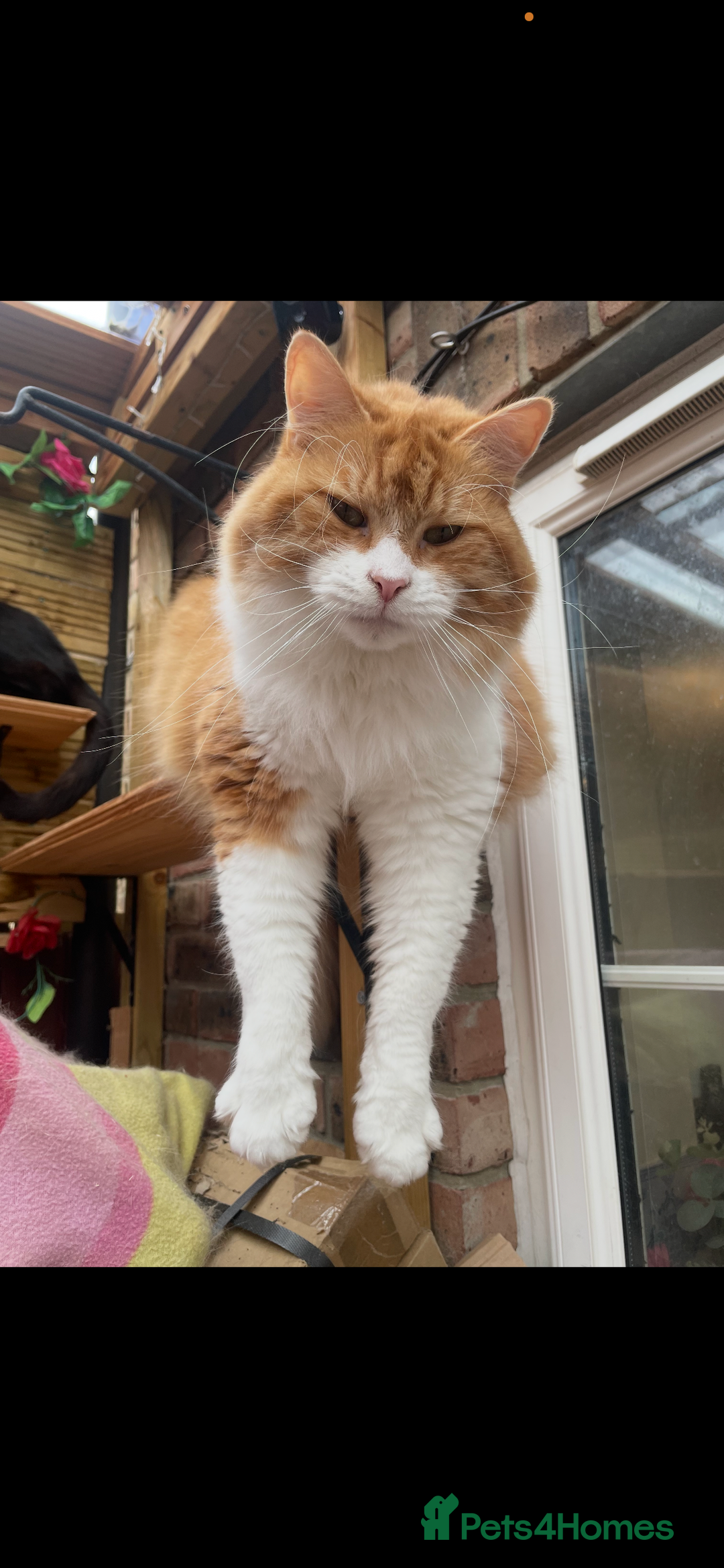 British Longhair cats for sale: Nobby - Advert 5