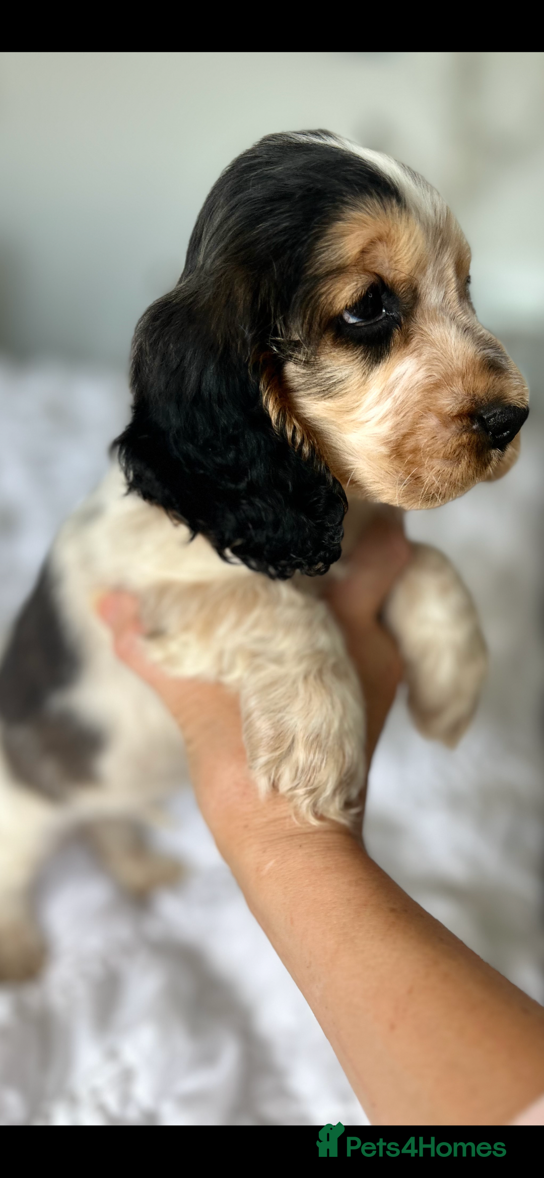 Cocker Spaniel dogs for sale: OUTSTANDING KC REG SHOW COCKER SPANIEL PUPPIES  - Image 16