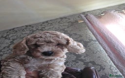 Cockapoo dogs for sale: F1b cockapoos ONLY 1 boy left READY NOW - Image 12