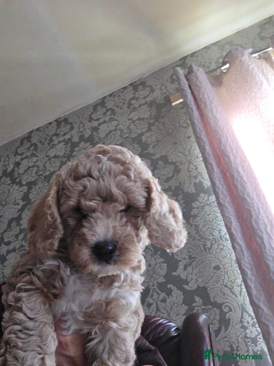 Cockapoo dogs for sale: F1b cockapoos ONLY 1 boy left READY NOW - Image 12