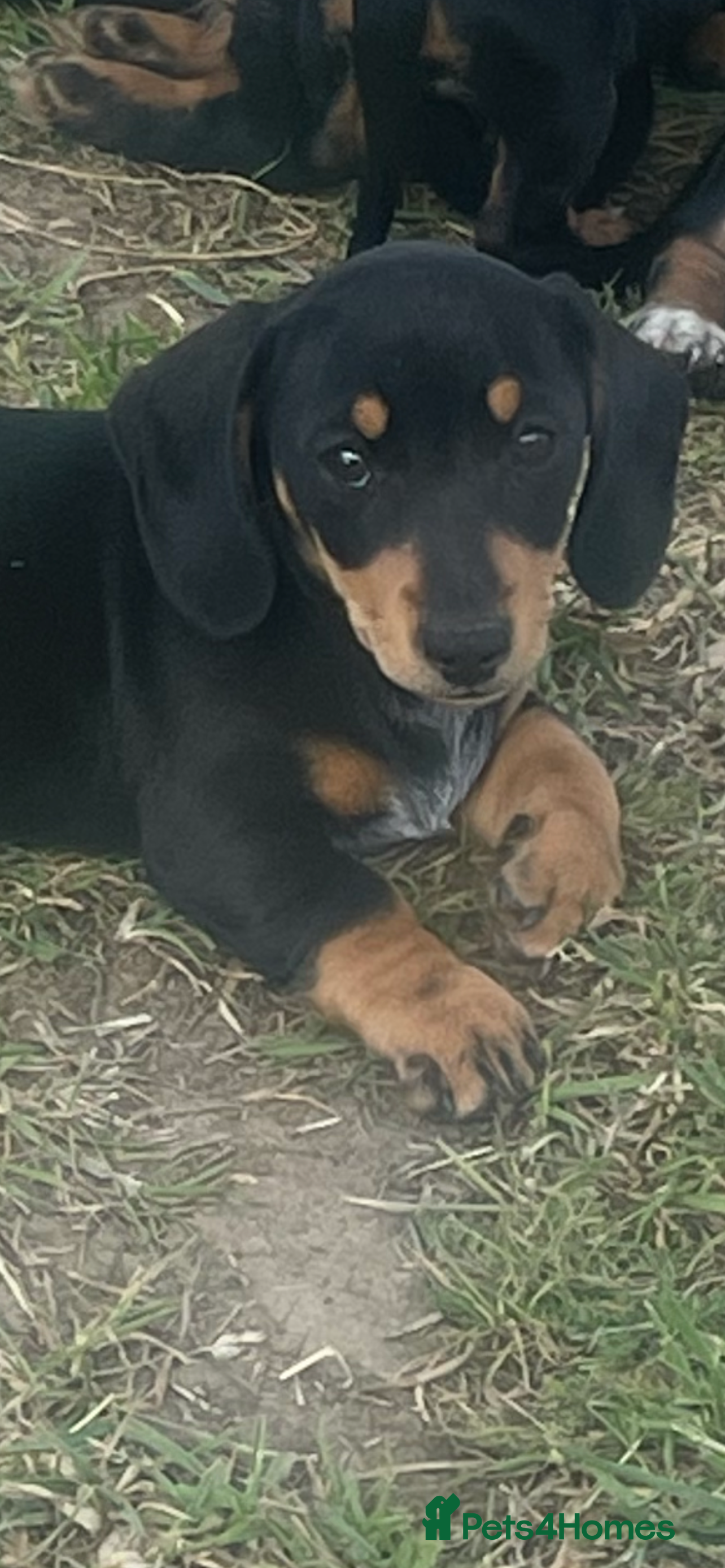 Miniature Dachshund dogs ❌Stunning Puppies❌ - Advert 2