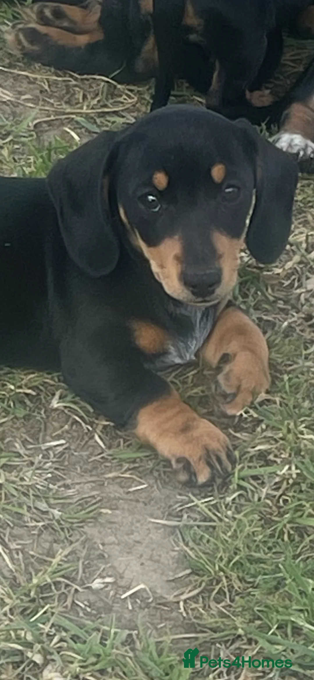 Miniature Dachshund dogs for sale: ❌Stunning Puppies❌ - Advert 2