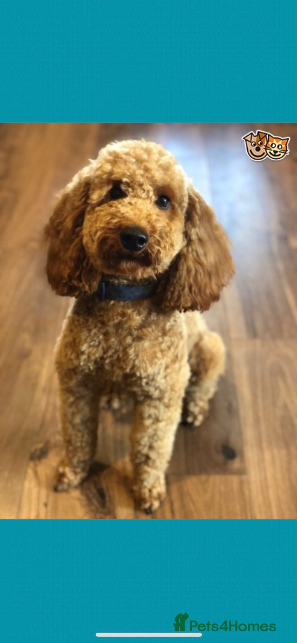 Miniature Poodle dogs RED MINIATURE POODLE KC EXTENSIVE HEALTH TESTED in Woodbridge - Advert 9