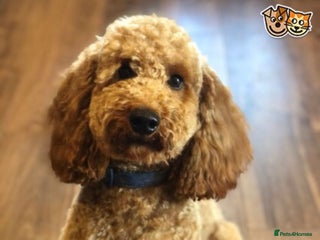 Miniature Poodle dogs in Woodbridge - Advert 11