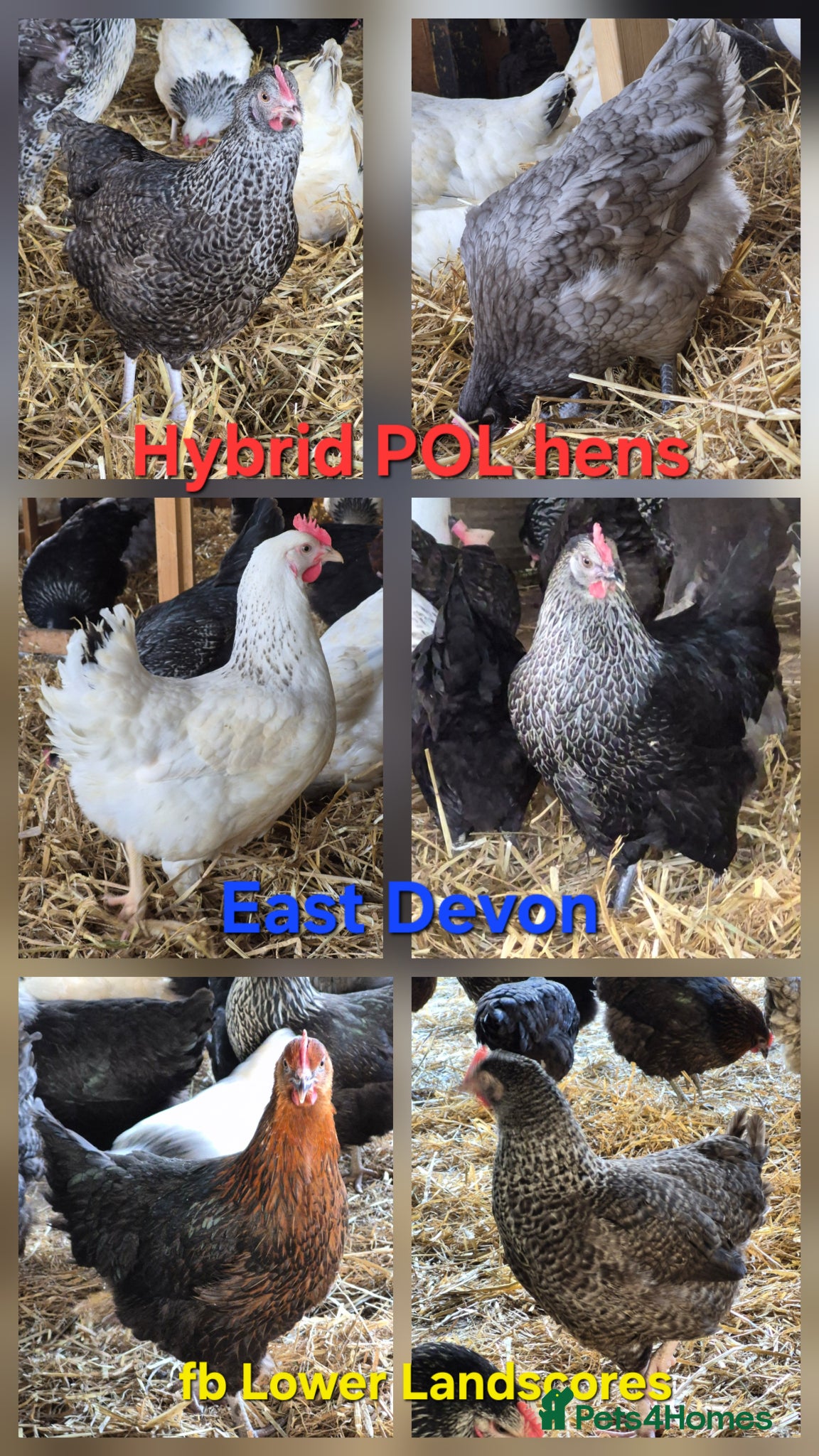 Chickens poultry Hybrid POL hens - Advert 1