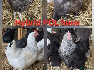 Chickens poultry Hybrid POL hens - Advert 1