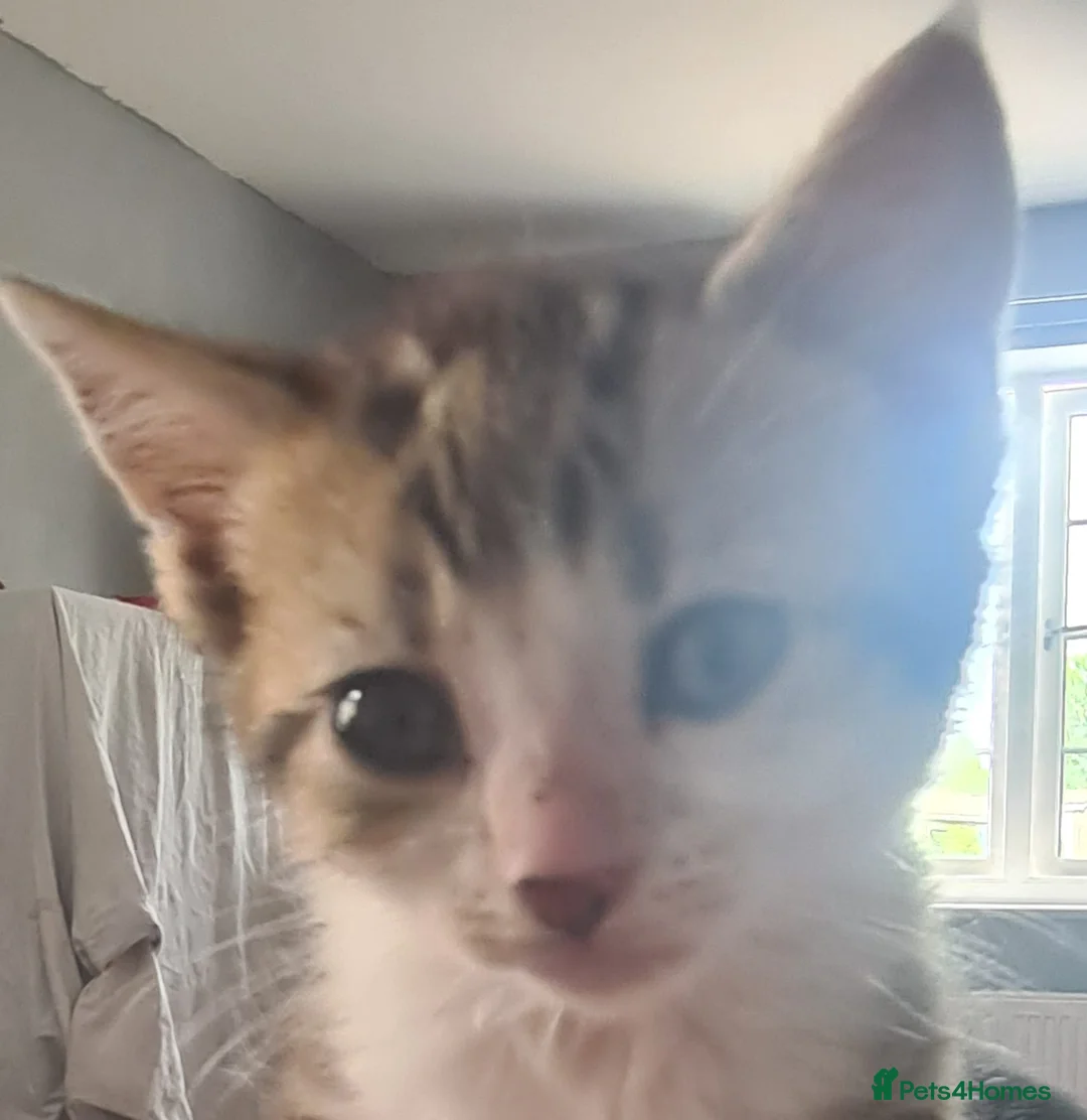Mixed Breed cats for sale: 4 kittens ready to be homed - Advert 2