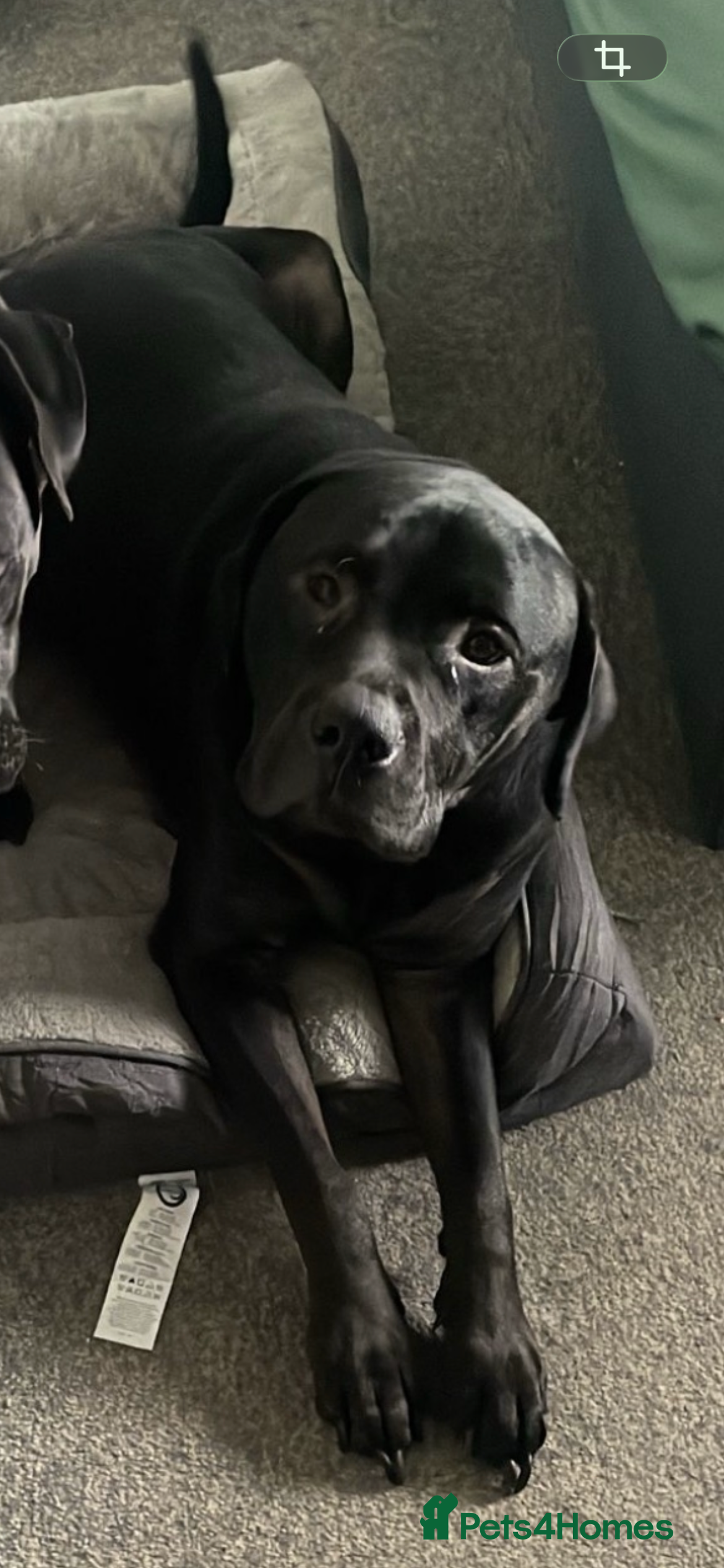 Mixed Breed dogs Rottweiler cross.  - Advert 1