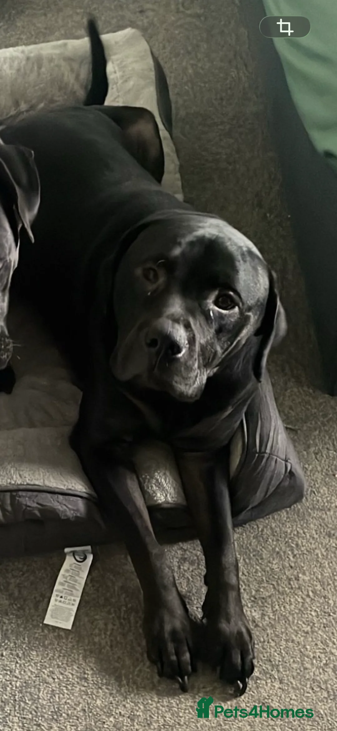 Mixed Breed dogs for sale: Rottweiler cross.  - Advert 1