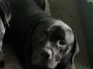 Mixed Breed dogs Rottweiler cross. - Advert 1