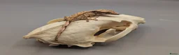 Gecko reptiles for sale: Tri Colour Harlequin Partial Pin Crested Gecko  - Advert 5