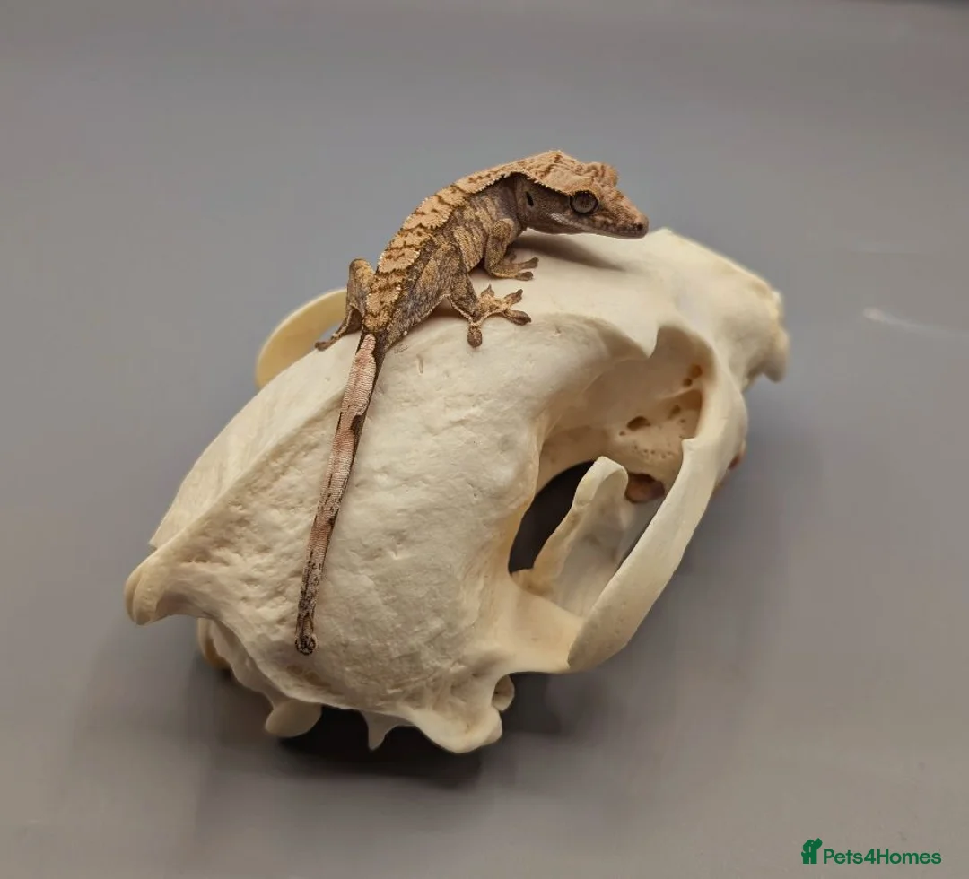 Gecko reptiles for sale: Tri Colour Harlequin Partial Pin Crested Gecko  - Advert 5