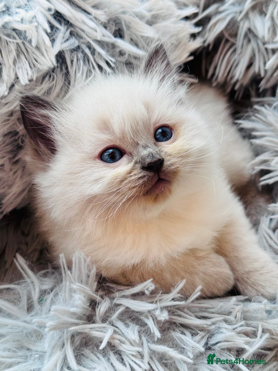 Ragdoll cats for sale: Blue point ragdoll kitten’s GCCF registered  - Advert 3