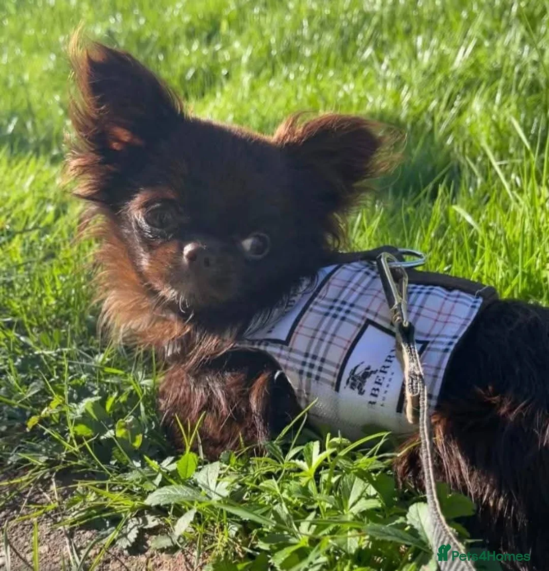 Chihuahua dogs for sale: Bow, long haired apple head chihuahua  - Advert 14