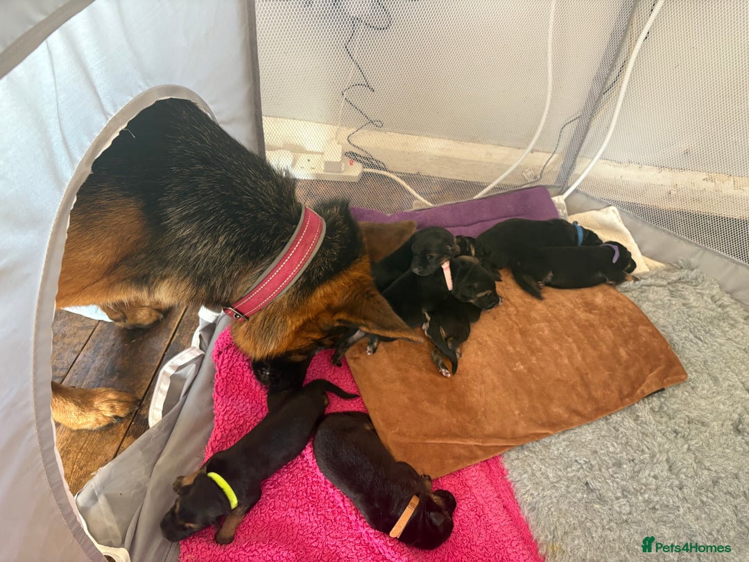 German Shepherd dogs for sale: 7 beautiful German Shepherd puppies  - Image 7