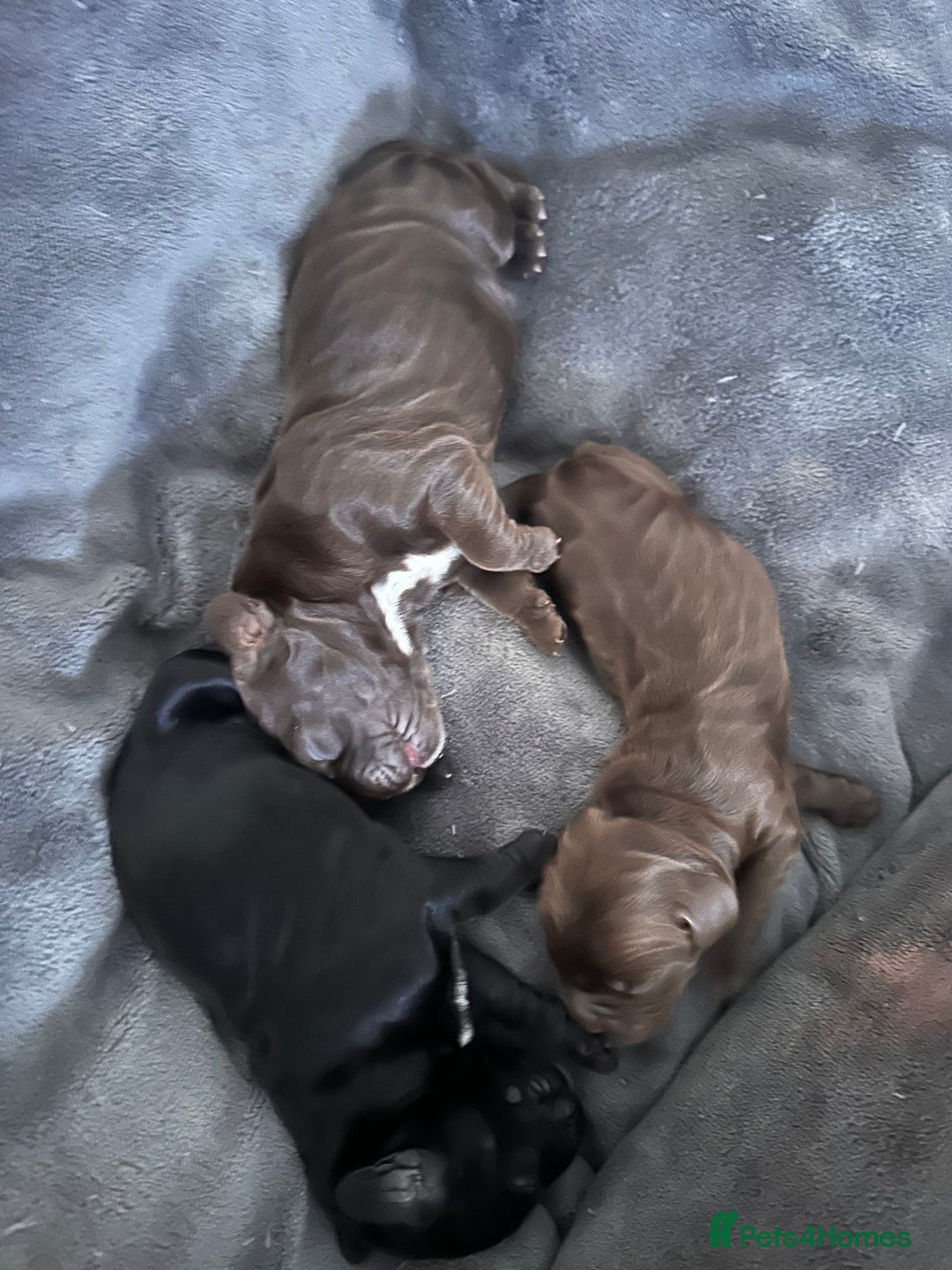 Cockapoo dogs for sale: Beautiful Cockerpoo puppies - Image 4