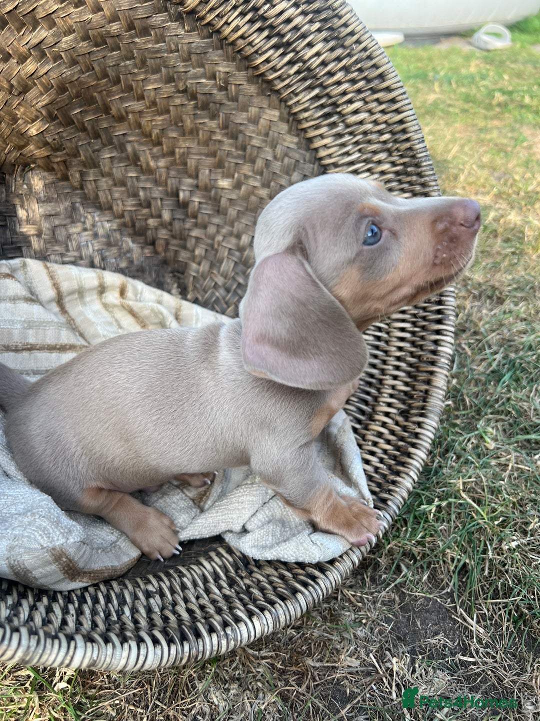 Miniature Dachshund dogs for sale: Miniature Dachshund Isabella Tan Short Soft Coat - Image 7