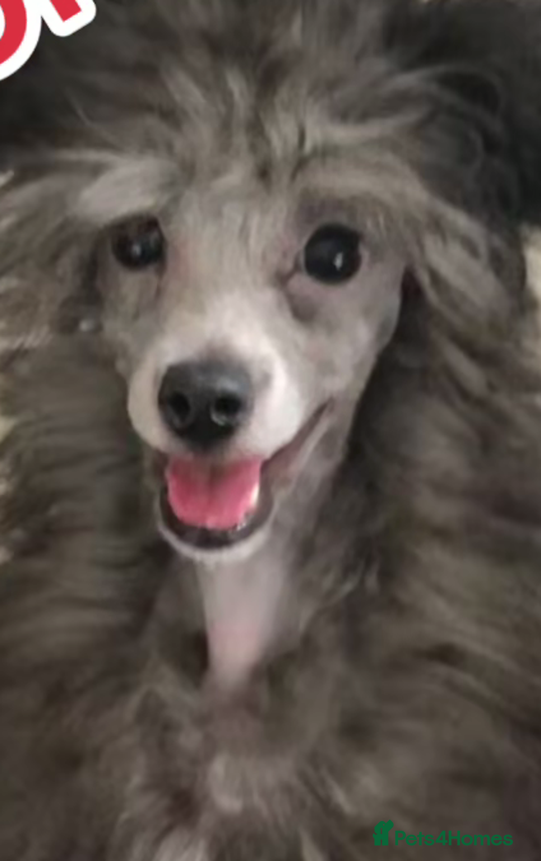 Mixed Breed dogs for sale: Toy Poodle X Biewer Terrier  - Image 4