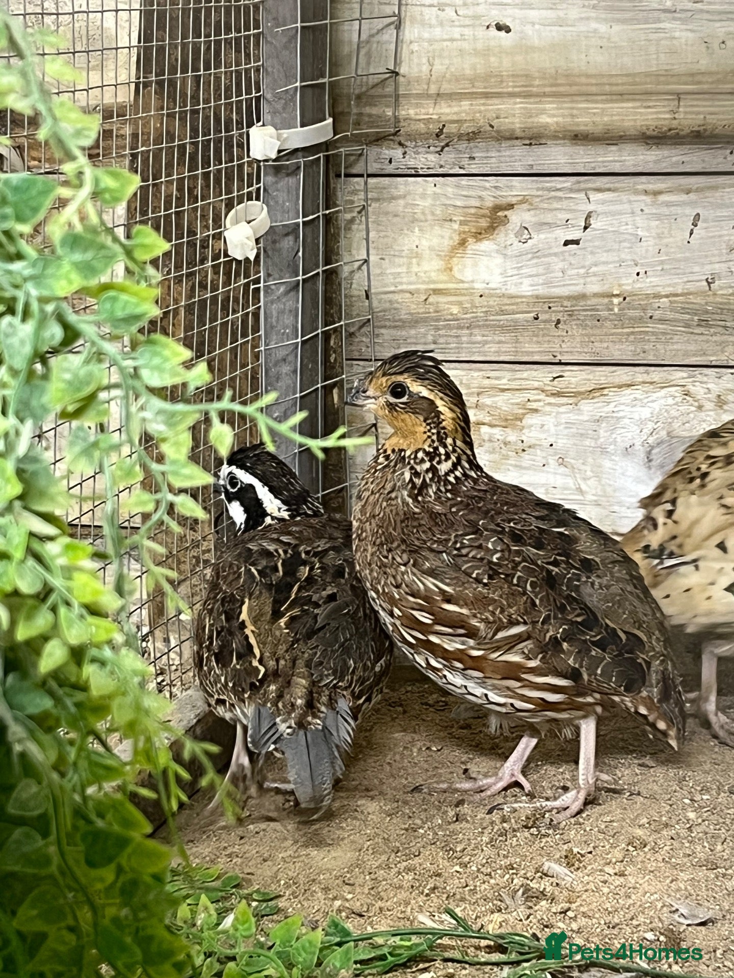 Quail poultry Trio of bobwhite quail  - Advert 2