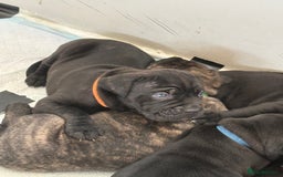 Mixed Breed dogs for sale: Cane Corso x boerboel  - Image 1
