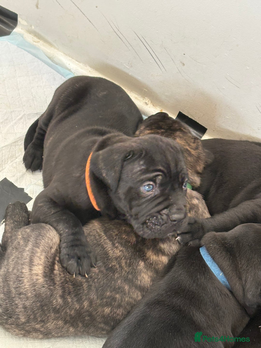 Mixed Breed dogs for sale: Cane Corso x boerboel  - Image 1