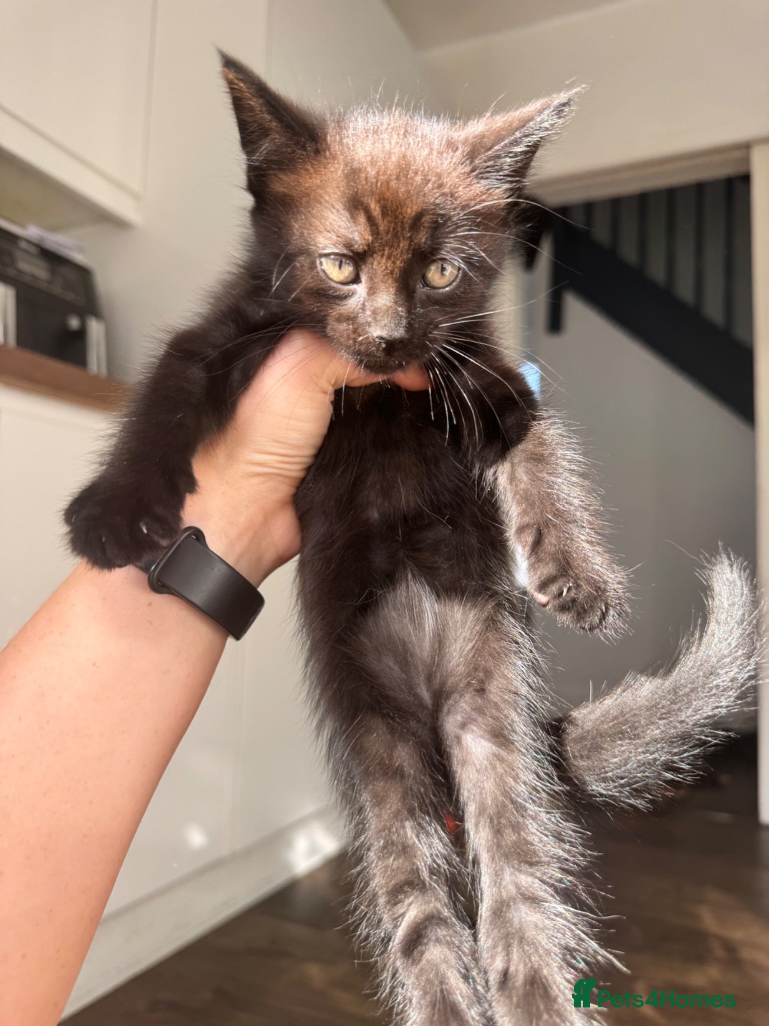 Maine Coon cats Maine Coon Cross Kittens – Ready 13th July - Advert 2
