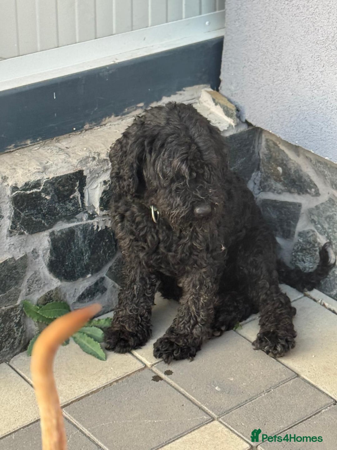 Hungarian Puli dogs for adoption: Beautiful Snoopy needs hugs! - Image 4
