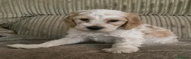 Cockapoo 5