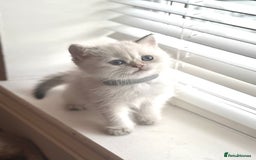 Scottish Fold cats for sale: 😻Pure breed Stunning Scottish straight angels 😻 - Image 10