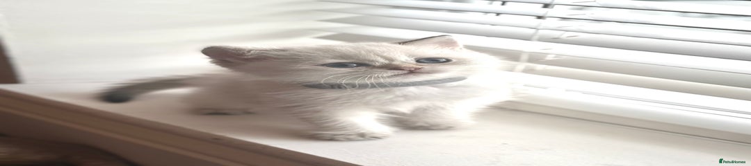 Scottish Fold Kitten 3