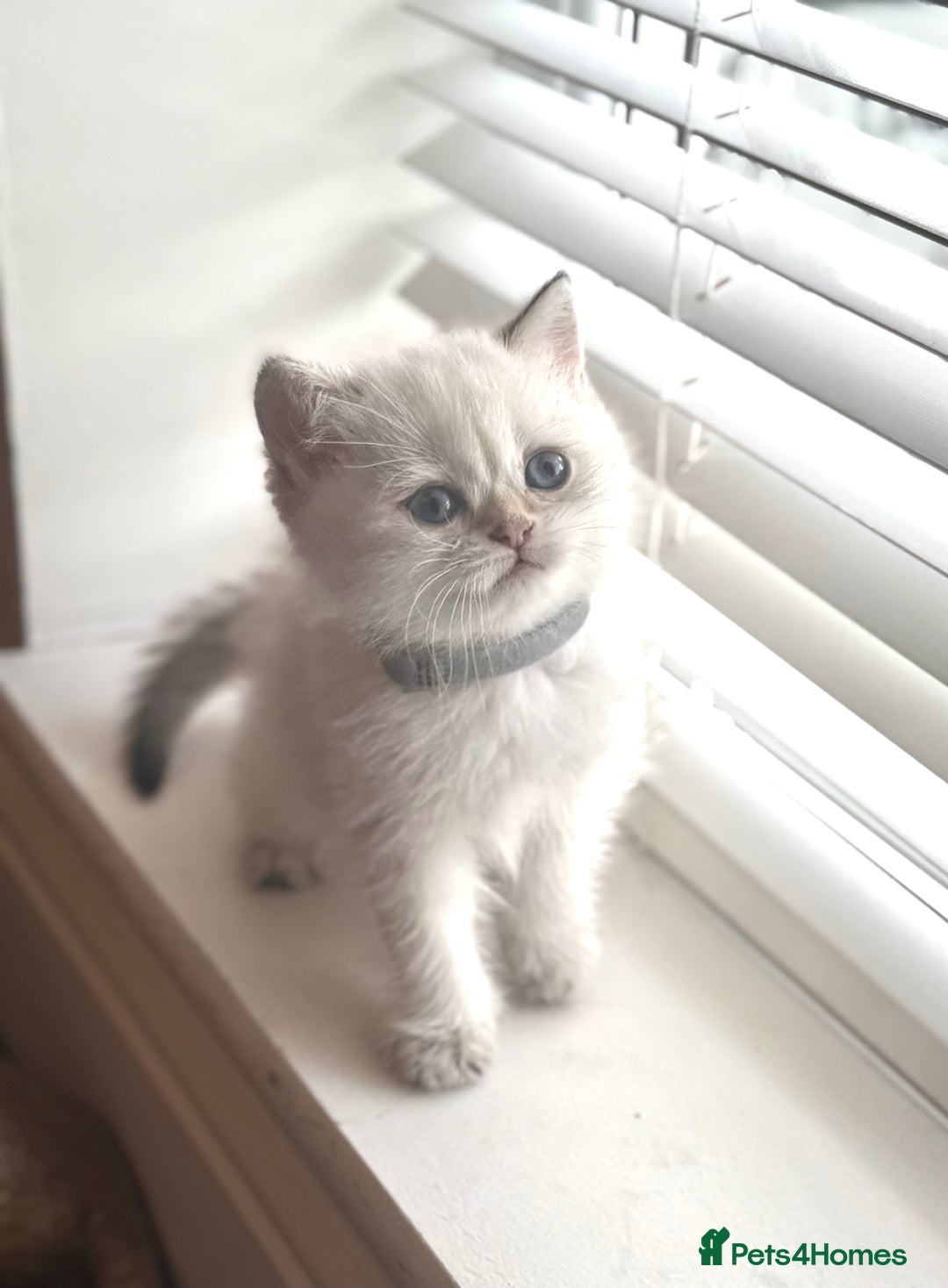 Scottish Fold cats for sale: 😻Pure breed Stunning Scottish straight angels 😻 - Image 10