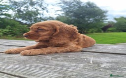 Cocker Spaniel dogs for sale: Health tested Cocker spaniel puppies - Image 4