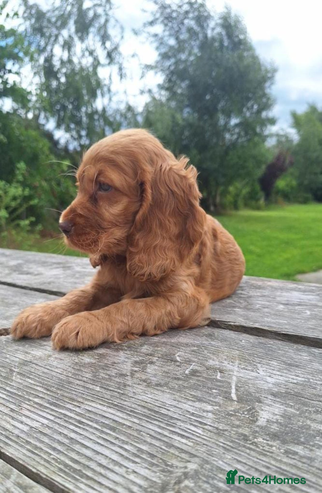 Cocker Spaniel dogs for sale: Health tested Cocker spaniel puppies - Image 4