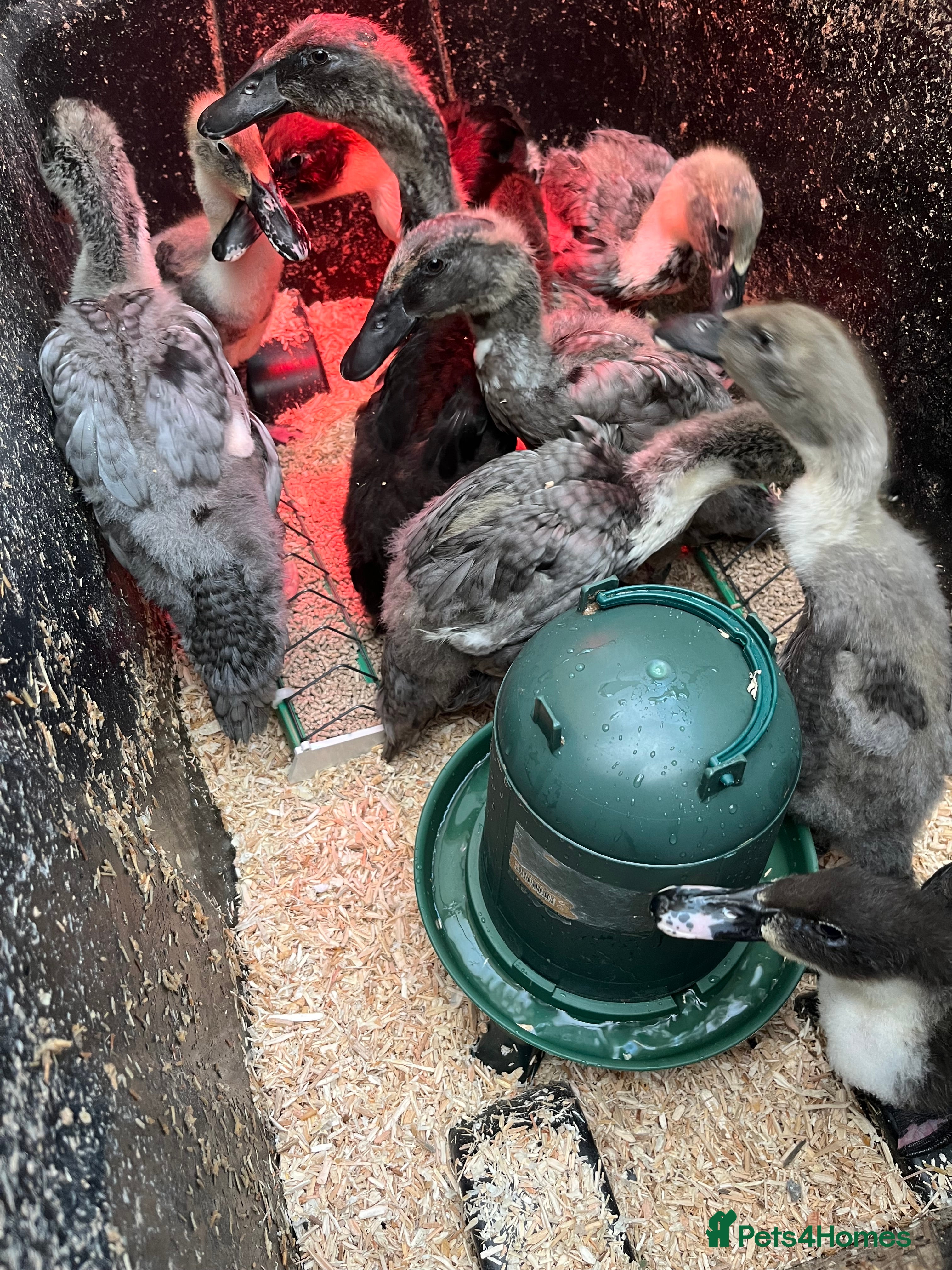 Ducks poultry Indian runner ducklings - Advert 10