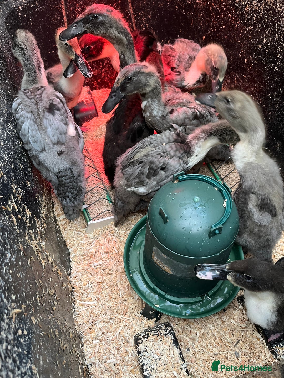 Ducks poultry for sale: Indian runner ducklings - Advert 1