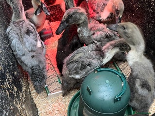 Ducks poultry Indian runner ducklings - Advert 12