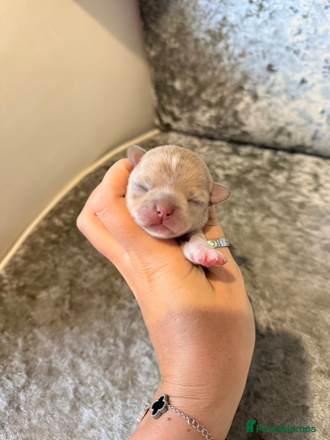 Chihuahua dogs for sale: 🩷Chihuahua puppies Thai genes🩷 - Image 23