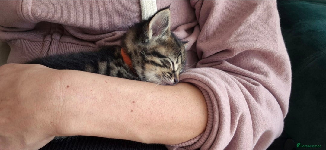 Domestic Shorthair cats for sale: 5 stunning tabby kittens  - Image 12