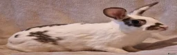 Mixed Breed rabbits for sale: Approximately 10 week old Baby Boy Bunnies - Advert 10