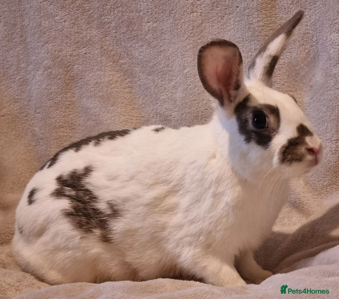 Mixed Breed rabbits for sale: Approximately 10 week old Baby Boy Bunnies - Advert 10