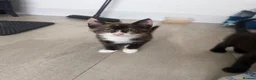 Mixed Breed cats for sale: Mixture of beautiful Kitten  - Advert 9