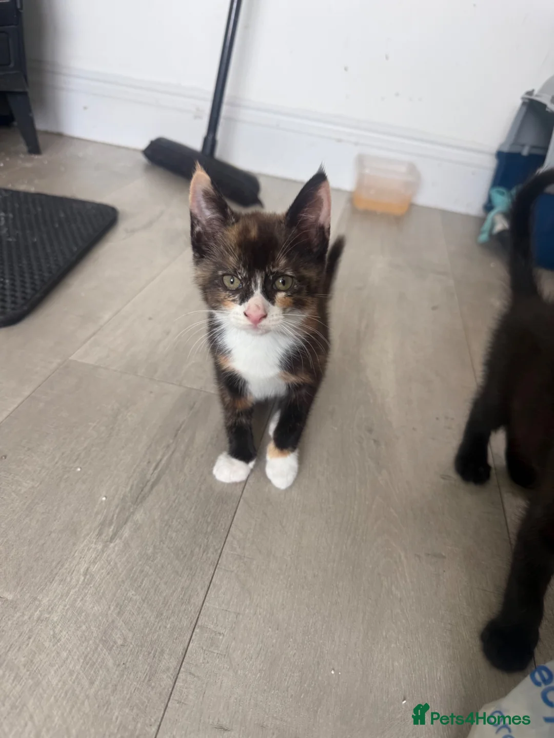 Mixed Breed cats for sale: Mixture of beautiful Kitten  - Advert 9