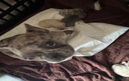 French Bulldog dogs for sale: Adorable French Bulldogs - Image 8