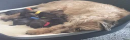 Border Terrier dogs for sale: Beautiful Kc registered Border Terrier Puppies  in Barnsley - Advert 12