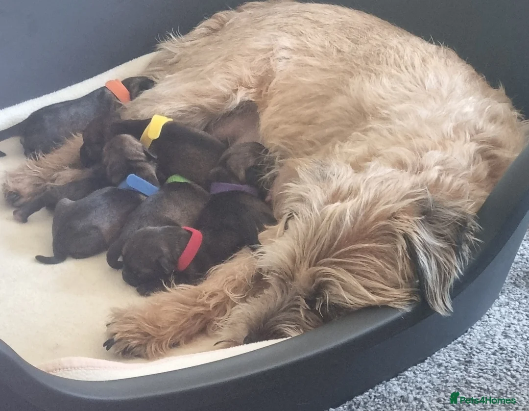 Border Terrier dogs for sale: Beautiful Kc registered Border Terrier Puppies  in Barnsley - Advert 12